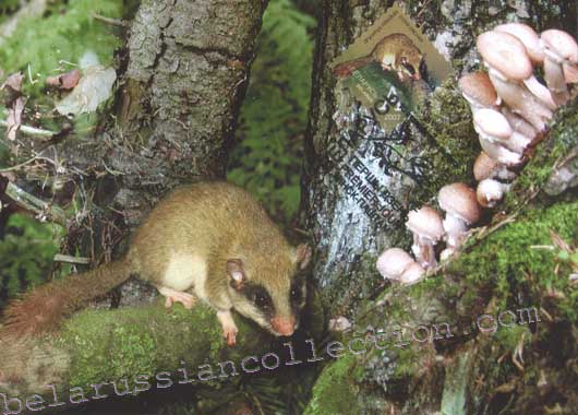 Forest dormice (Dryomys nitedula)